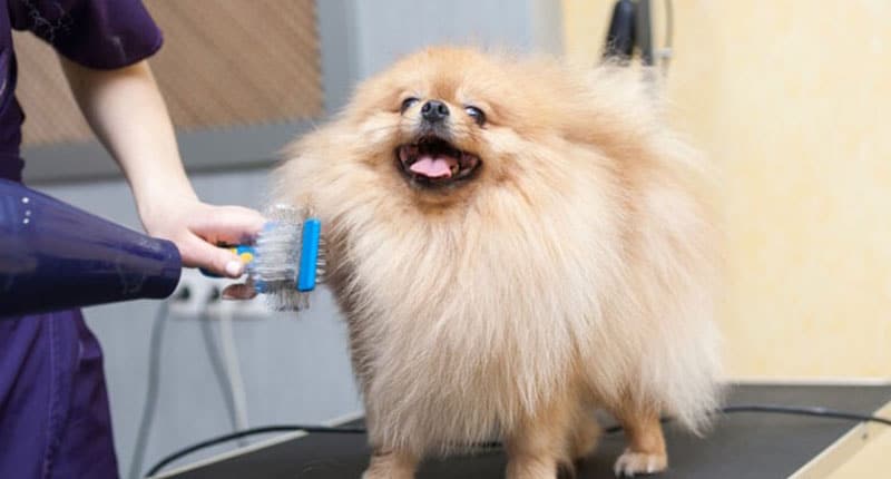 Pomeranian grooming tips